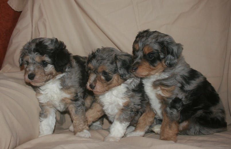 toy aussiedoodle puppies for sale